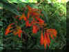06 flower on propriety 2.jpg (310926 bytes)